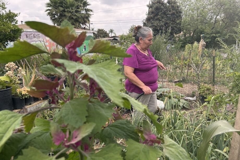 California Health Report